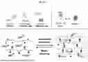 Fig. 02 - COMPOSITIONS AND METHODS FOR CARDIAC REGENERATION
