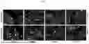 Fig. 07 - COMPOSITIONS AND METHODS FOR CARDIAC REGENERATION