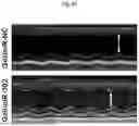 Fig. 22 - COMPOSITIONS AND METHODS FOR CARDIAC REGENERATION
