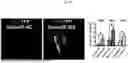 Fig. 43 - COMPOSITIONS AND METHODS FOR CARDIAC REGENERATION