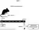 Fig. 02 - CERTAIN CHEMICAL ENTITIES, COMPOSITIONS AND METHODS