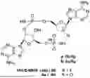 Fig. 01 - COMPOSITIONS COMPRISING STING AGONISTS AND METHODS OF USE FOR TREATING GLIOMA