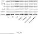 Fig. 35 - COMPOSITIONS COMPRISING AN ACTIVE INGREDIENT MIXTURE COMPRISING SILICON AND BIOTIN AND METHODS OF USE