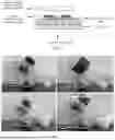 Fig. 02 - METHOD FOR PREPARING LOOSE CROSS-SECTIONAL ASYMMETRIC ISOPOROUS MEMBRANE BASED ON THERMALLY INDUCED PHASE SEPARATION PROCESS