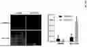Fig. 09 - PCNA INHIBITORS AND USES THEREOF