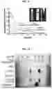 Fig. 09 - GENETICALLY ENCODED POLYPEPTIDE FOR AFFINITY CAPTURE AND PURIFICATION OF BIOLOGICS