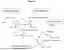 Fig. 02 - Bispecific Constructs for Target and Complement Engagement