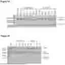 Fig. 22 - Bispecific Constructs for Target and Complement Engagement
