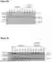 Fig. 24 - Bispecific Constructs for Target and Complement Engagement
