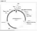 Fig. 35 - PRODUCTION OF PSYCHEDELIC COMPOUNDS