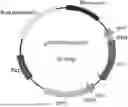 Fig. 01 - ENZYME COMBINATION, GENETICALLY ENGINEERED BACTERIA, AND APPLICATION THEREOF IN PRODUCING D-PSICOSE