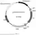 Fig. 02 - ENZYME COMBINATION, GENETICALLY ENGINEERED BACTERIA, AND APPLICATION THEREOF IN PRODUCING D-PSICOSE