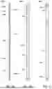 Fig. 25 - PREFABRICATED BUILDING SYSTEMS WITH BUILT-UP STRUCTURAL ELEMENTS