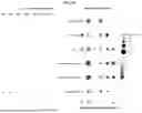 Fig. 29 - Methods and Compositions for Assessing and Treating Lupus