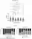 Fig. 32 - Methods and Compositions for Assessing and Treating Lupus
