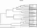 Fig. 86 - Methods and Compositions for Assessing and Treating Lupus