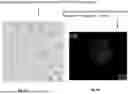 Fig. 03 - COMPOSITIONS AND METHODS FOR THE TREATMENT OF EXPANDED REPEAT-ASSOCIATED DISORDERS