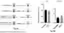 Fig. 10 - COMPOSITIONS AND METHODS FOR THE TREATMENT OF EXPANDED REPEAT-ASSOCIATED DISORDERS