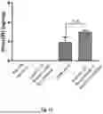 Fig. 12 - COMPOSITIONS AND METHODS FOR THE TREATMENT OF EXPANDED REPEAT-ASSOCIATED DISORDERS