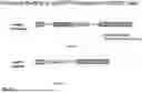 Fig. 13 - COMPOSITIONS AND METHODS FOR THE TREATMENT OF EXPANDED REPEAT-ASSOCIATED DISORDERS
