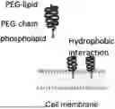 Fig. 01 - NEW USE OF PEG-PHOSPHOLIPID MOLECULES