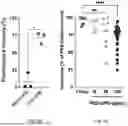 Fig. 05 - NEW USE OF PEG-PHOSPHOLIPID MOLECULES
