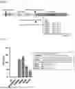 Fig. 02 - SEQUENCE OF ACTIVATED PROTEIN C