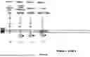 Fig. 07 - PROCESS AND APPARATUS FOR SEQUENTIAL SYNTHESIS OF BIOLOGICAL POLYMERS