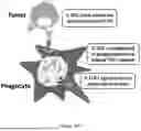 Fig. 15 - IMIDAZOTHIENOPYRIDINE COMPOUNDS AND METHODS OF USE