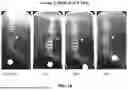 Fig. 02 - COMPOSITIONS AND METHODS FOR TARGETED THERAPEUTIC DELIVERY TO BONE
