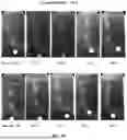 Fig. 03 - COMPOSITIONS AND METHODS FOR TARGETED THERAPEUTIC DELIVERY TO BONE