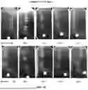 Fig. 04 - COMPOSITIONS AND METHODS FOR TARGETED THERAPEUTIC DELIVERY TO BONE