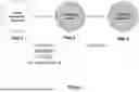 Fig. 02 - LATRUNCULIN A FOR PRODUCING PRIMITIVE STREAK CELLS