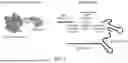 Fig. 02 - CFTR-MODULATING COMPOSITIONS AND METHODS