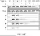 Fig. 35 - FUSION PROTEINS