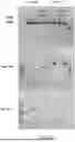 Fig. 45 - FUSION PROTEINS