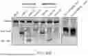 Fig. 49 - FUSION PROTEINS
