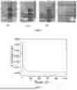 Fig. 02 - METHOD FOR ELECTROCHEMICAL PREPARATION OF POLYTHIOCTIC ACID AND DERIVATIVE THEREOF
