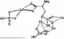 Fig. 01 - COMPOSITION OF ALPHA-TCP, SILICATE AND PHOSPHORYLATED AMINO ACID
