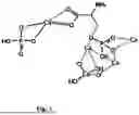 Fig. 02 - COMPOSITION OF ALPHA-TCP, SILICATE AND PHOSPHORYLATED AMINO ACID