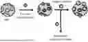 Fig. 01 - MOLECULARLY IMPRINTED POLYMER
