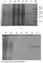 Fig. 02 - POLYPEPTIDE, FUSION-TYPE MULTIMERIC PROTEIN AND USES THEREOF