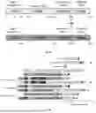 Fig. 03 - METHODS OF IDENTIFYING PROXIMITY EFFECTOR POLYPETIDES AND METHODS OF USE THEREOF