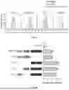 Fig. 08 - METHODS OF IDENTIFYING PROXIMITY EFFECTOR POLYPETIDES AND METHODS OF USE THEREOF