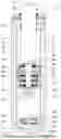 Fig. 01 - SHOCK ABSORBER