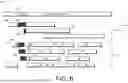 Fig. 07 - Integrated Short Read and Long Read Sequencing for Genomic Variant Detection