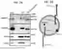 Fig. 05 - CELL TYPE SELECTIVE DELIVERY OF EXOSOME CARGO USING NOTCH LIGAND-RECEPTOR SYSTEM