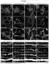 Fig. 06 - CELL TYPE SELECTIVE DELIVERY OF EXOSOME CARGO USING NOTCH LIGAND-RECEPTOR SYSTEM