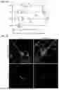Fig. 07 - CELL TYPE SELECTIVE DELIVERY OF EXOSOME CARGO USING NOTCH LIGAND-RECEPTOR SYSTEM