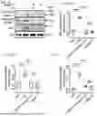 Fig. 08 - CELL TYPE SELECTIVE DELIVERY OF EXOSOME CARGO USING NOTCH LIGAND-RECEPTOR SYSTEM